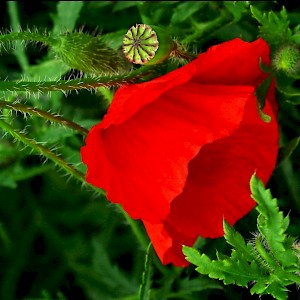 One poppy