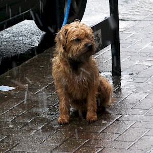 Life's ruff in the rain ..... outside Barklays