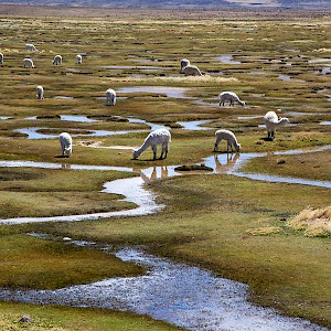 Vicunas grazing, Peru