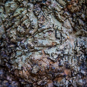 Bark: the bark of an old tree, Gresham St, City of London