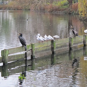 Cormorants may sometimes be found on the pond in Finsbury Park near the cafe.
