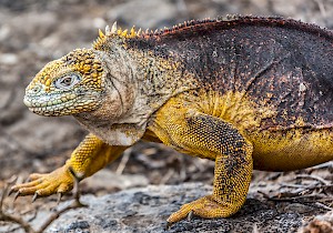 Land Iguana, Galapagos Island, taken with Canon 5d mkII.