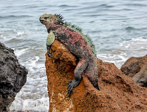 Not every picture has to be taken with a dslr. This was taken with a Panasonic TZ60 point and shoot
