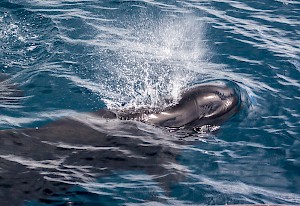 Lucky shot of pilot whale exhaling, taken from ship with telephoto lens at 128 mm, 1/500th, iso 500 f5.6