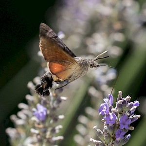 Humming bird moth #1